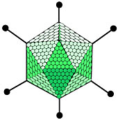 Man sieht die schematische Darstellung eines Adenovirus.