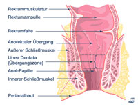 Die Abbildung zeigt eine schematische Darstellung des Afters.