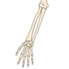 Abbildung der Armknochen (Oberarmknochen, Unterarmknochen, Hand-Skelett