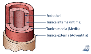 Auf diesem Bild sehen Sie einen schematischen Querschnitt einer Arterie.