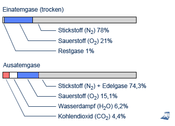 Die Grafik zeigt die Prozentwerte der Anteile von Suaerstoff, Kohlendioxid, Stickstoff und Wasserdampf der Ein- und Ausatemluft.