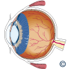 Das Bild zeigt einen schematischen Querschnitt durch das Auge.