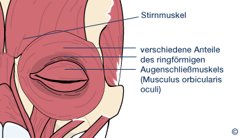 Muskulatur des Auges