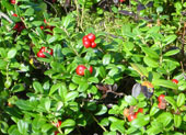 B�rentraubenstrauch mit Beeren