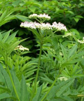 Baldrianpflanze mit Bl�te