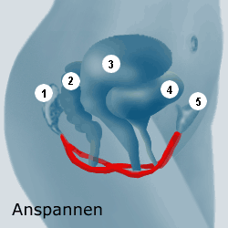 Das Bild zeigt die schematische Darstellung der Beckenorgane und der Beckenbodenmuskulatur.