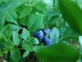 Heidelbeerkraut mit Beeren