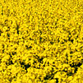 Pollenflugvorhersage