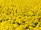 Man sieht ein Feld voller gelber Blumen.