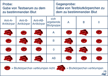 Die Abbildung zeigt  wie man die einzelnen Blutgruppen bestimmt.