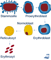 Dieses Bild zeigt schematisch die Enstehung von Erythrocyten aus Stammzellen.