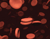 Blut, blutpl�ttchen