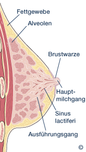 Schematische Darstellung einer Brust