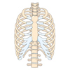 Abbildung des Brustkorb-Skeletts, Frontalansicht
