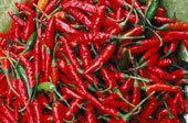 Man sieht viele rote Chilischoten.