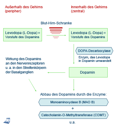 Ein Kurzüberblick über den Stoffwechsel des Dopamins