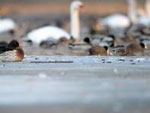 Enten und Schw�ne auf einem zugefrorenen See.