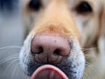 Ein Hundegesicht