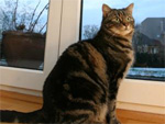 Eine Katze auf einer Fensterbank