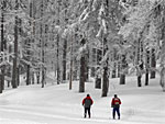 Man sieht zwei Langl�ufer in winterlicher Landschaft.
