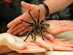 Das Bild zeigt eine gro�e Vogelspinne, die auf den Handinnenfl�chen mehrerer Personen krabbelt. 