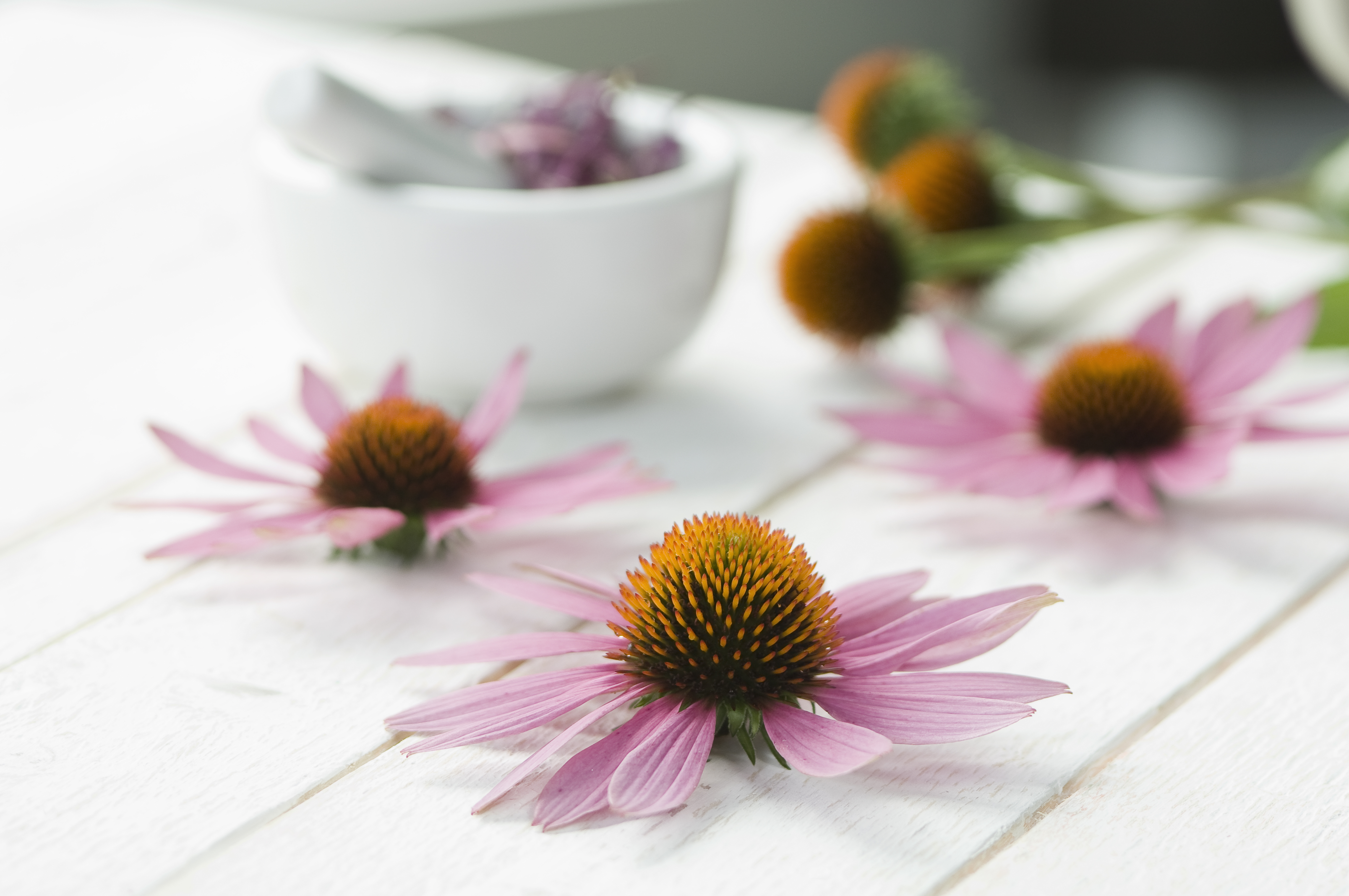 Echinacea Purpurea