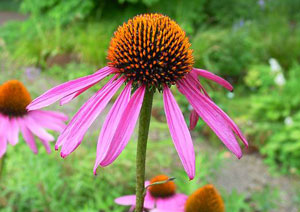Echinacea purpurea