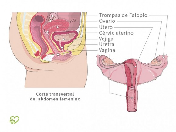 acompañantes femeninas animado acompañantes femeninas animado