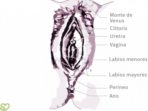 del clitoris Anatomia