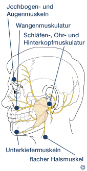 Gesichtsnerven