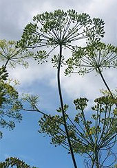 Fenchel