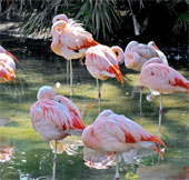Flamingos