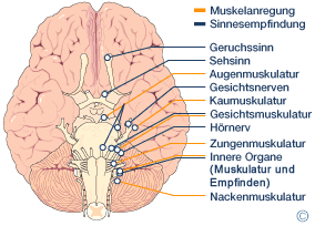 Grafik eines Gehirns
