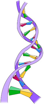 Schematische Darstellung der DNA