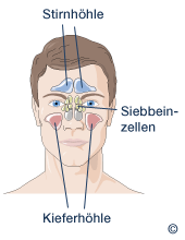 Nebenhoehlen