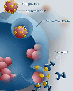Funktionsweise der Neuraminidasehemmer