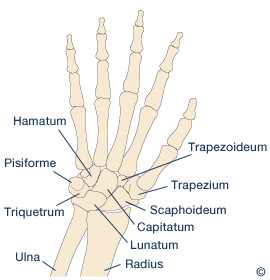 Knochen des Handgelenks