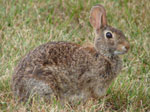 Kaninchen