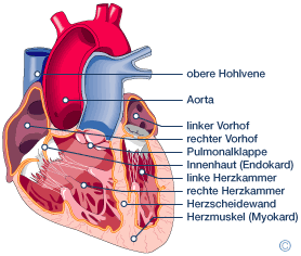 Die Anatomie des Herzens