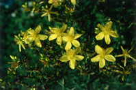Johanniskraut