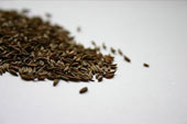 K�mmelk�rner,Heilpflanze, Kraut, Kr�uter, Heilkr�uter,