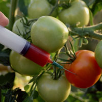 Das Bild zeigt eine Spritze und Tomaten.