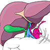 Anatomie der Leber
