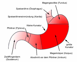 Die Anatomie des Magens