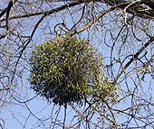 Mistel