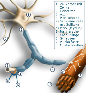 Aufbau einer Nervenzelle