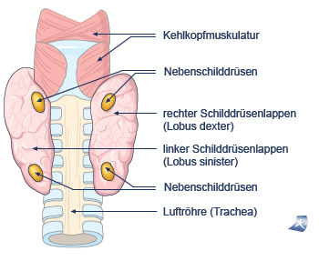 Aufbau der Nebenschilddr�se