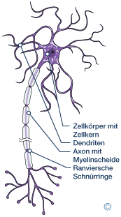 Aufbau einer Nervenzelle