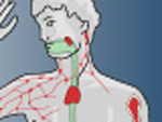 Diese Darstellung zeigt die prim�ren und sekund�ren lymphatischen Organe des menschlichen K�rpers.