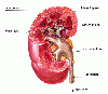 Anatomischer Aufbau einer Niere